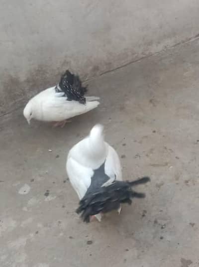 black tall Lucky Kabootar