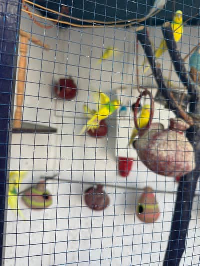 Buggies parrots breeders