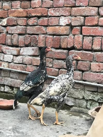 Real ASEEL Shamo -Healthy chicks