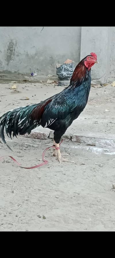 pure mianwali aseel pair