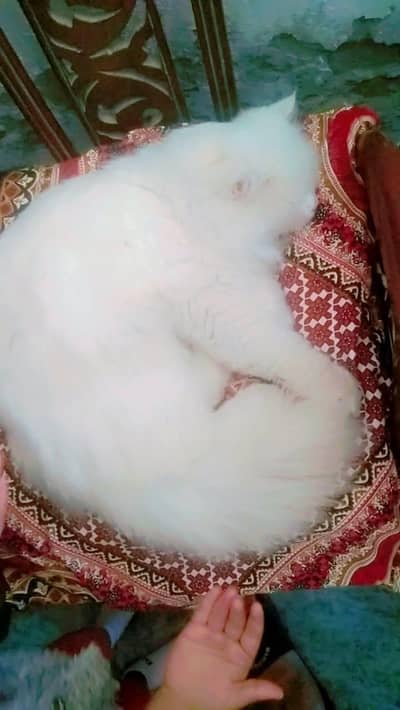 Persian Male Cat