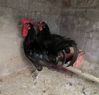 Australorp/Thi Dragon