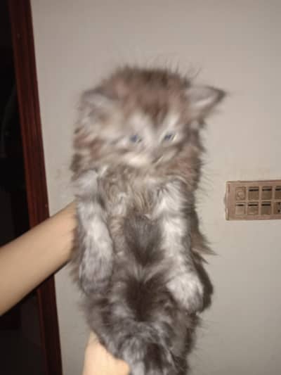 cat Turkish and parchan  koros