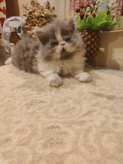 pike face punch face kittens / Persian kittens/ Triple coated