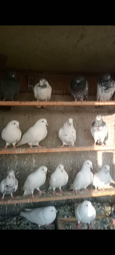 top quality low flayer