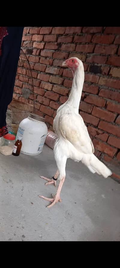 white Heera aseel sale