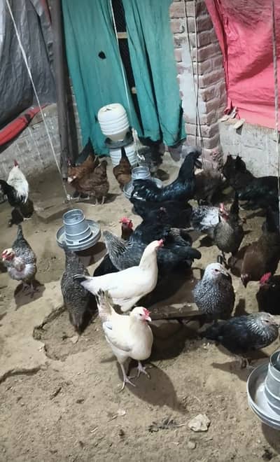 Golden misri murgiyan for sale location Gujrat