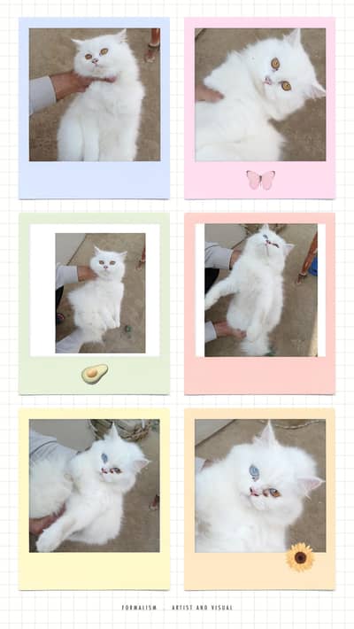 Persian triple coated Female kittens URGENTLY FOR SALE