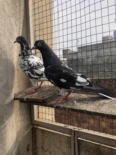 Dub Walay teddy kamagar Sialkot I