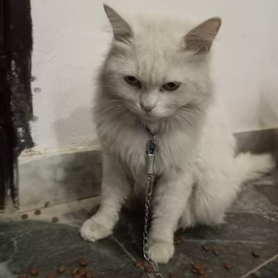 Persian blue and white eyes