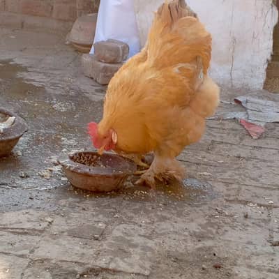 golden buff murgha 1saal ka