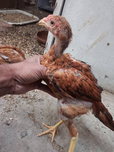aseel pure jawa and mianwali 4 chicks age 4 months