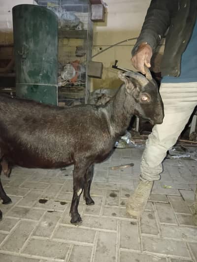 Black teddy bakri 6 dant