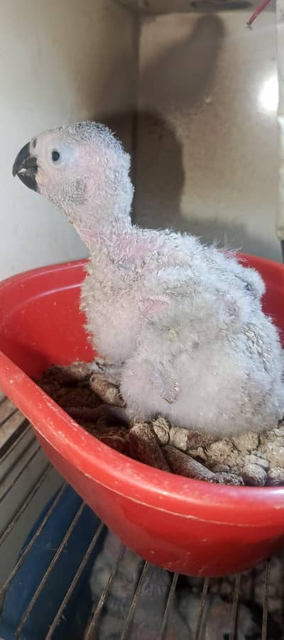 grey parrot chick available  karachi breed