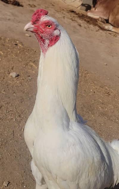 high quality heera aseel piar urgent sale