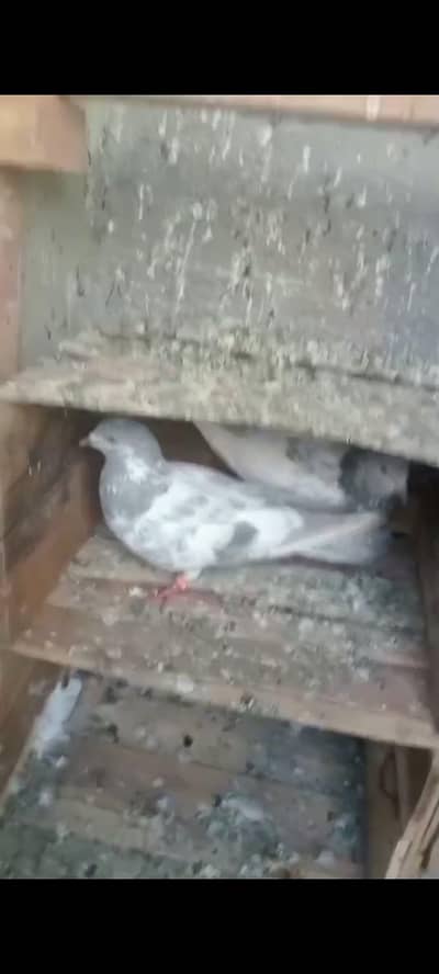 top quality low flayer