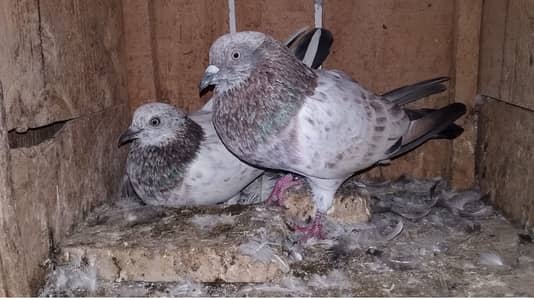 Lal motion wala bachy