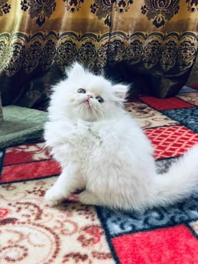 Pure Persian peki face kitten