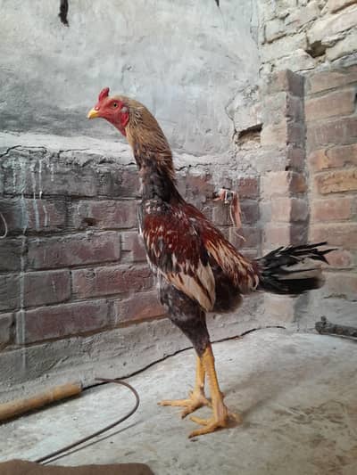 Hint aseel available