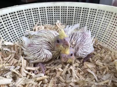 Cockatiel Chicks