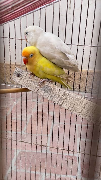 Lovebird breeder piar