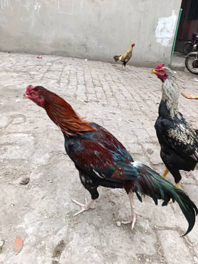 3 muragh age 9 month