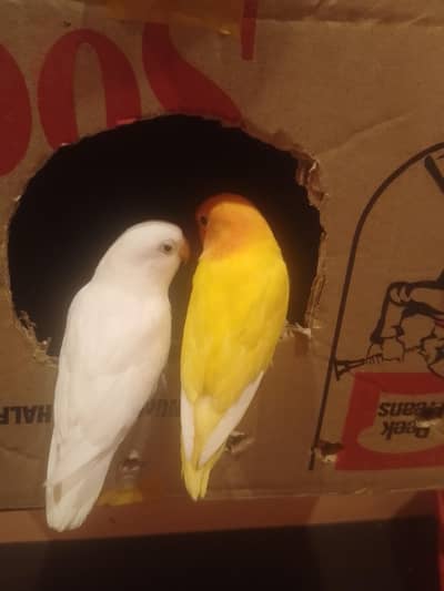 lovebirds chicks fully hand tamed for sale