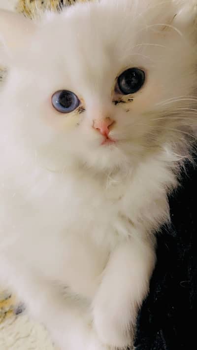 Persion Kitten 3 Coated Blue Eyes Female