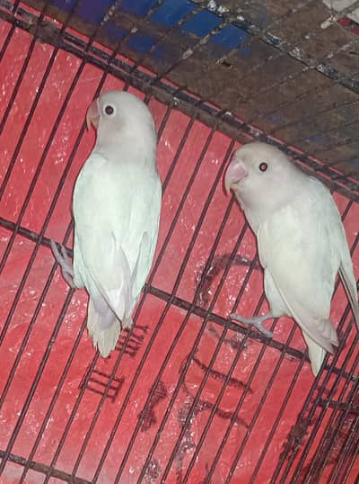 Love Birds Parrots Albino Split Ino Breader Pair Available For Sale