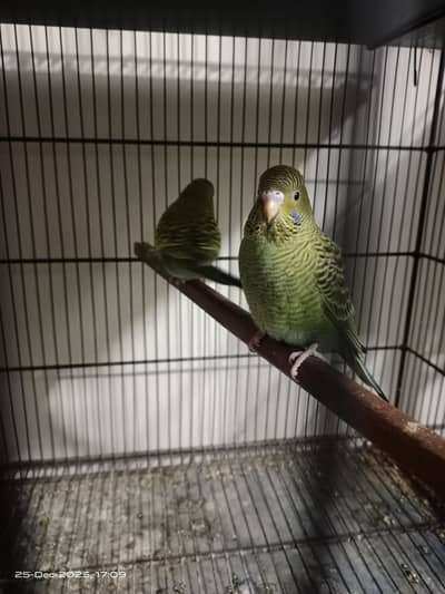 Black face 3 months Phaty