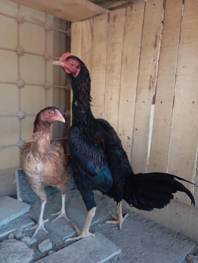 High quality lassani available