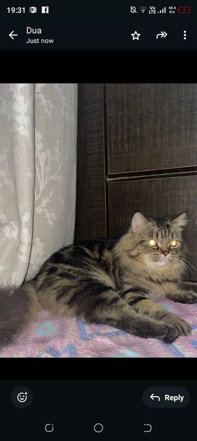 Persian female cat