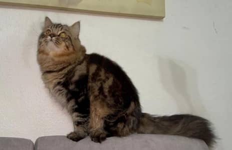 Persian female cat