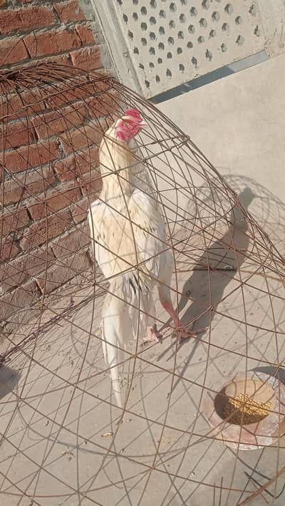 white nok nali aseel patha