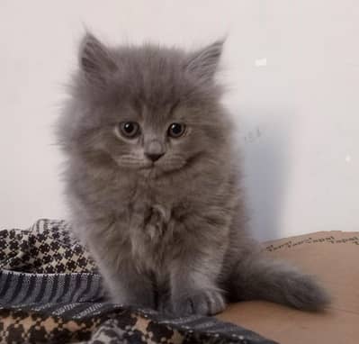  Cute & Playful 1 Month Old Male Kitten for Sale  03001037331