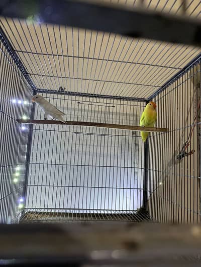 All Mutations are Avialable