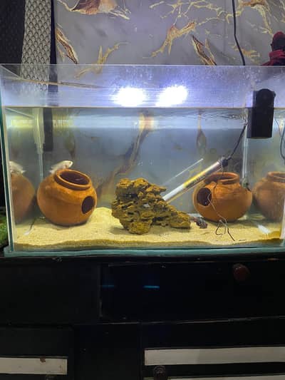 aquarium forr sale without fish
