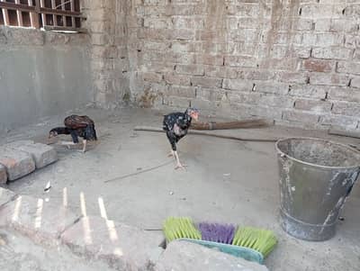 Aseel pathy phatia for sale