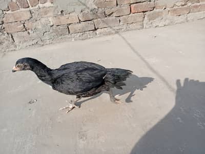 Aseel pair  &  pathy pathia for sale