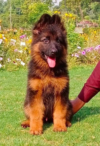 German Shepherd pappi long coat for sale0345/00/755/89