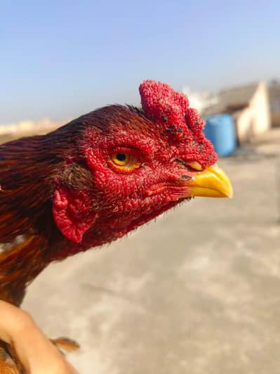 Asseel mianwali pathaa