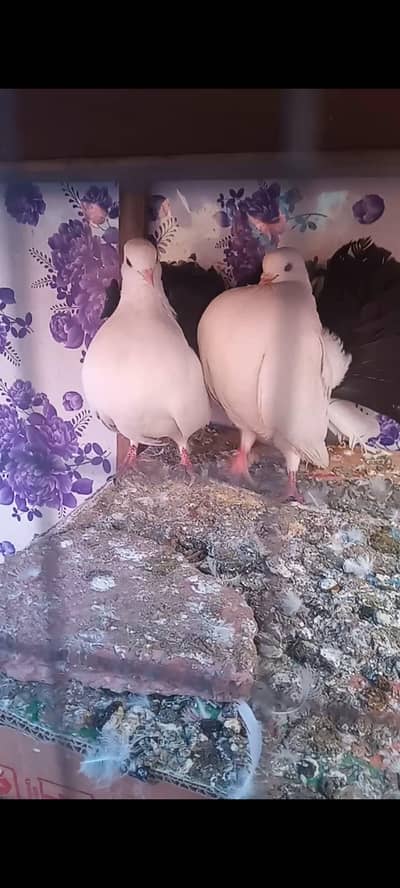 lakke black tail fancy breeding pair
