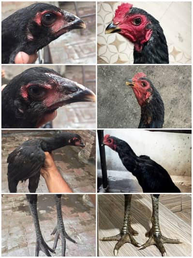 pure Vietnam Pakoye aseel+ sawa / jawa aseel