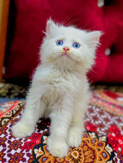 0307*95*35*892 My WhatsApp number Persian kittens for urgent sale