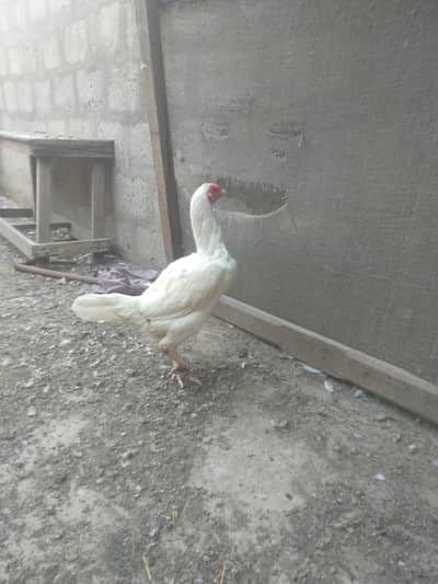 Hera female for sale