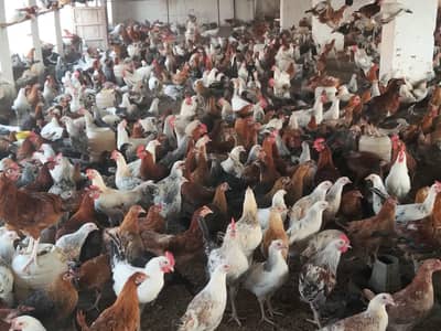 golden masri hens available