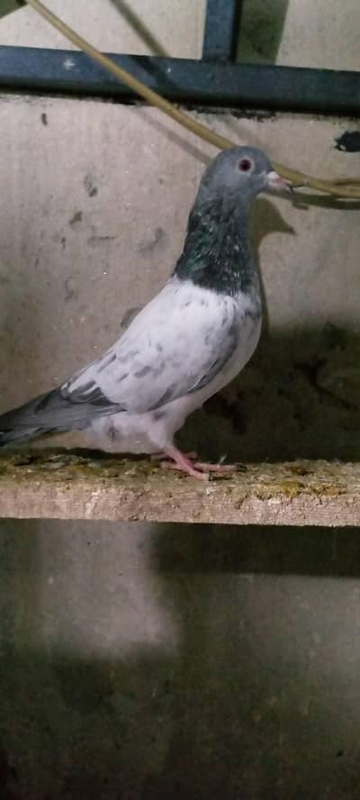 Goldan mail far sail