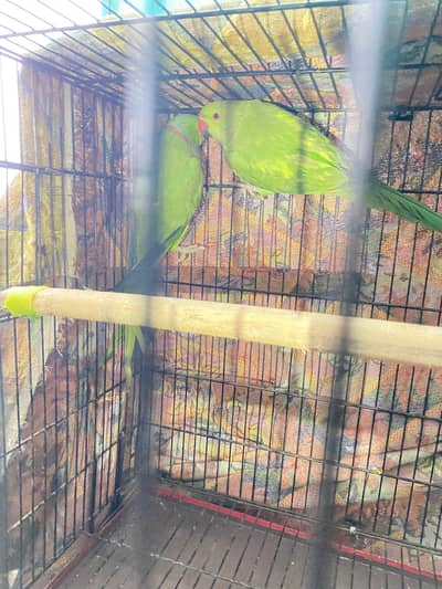 yellow pied ringneck breeder pair 0/3/3/3/5/1/6/7/0/3/8