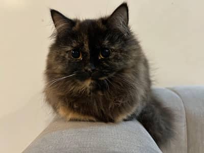 TRIPLE COAT TWO FEMALE PERSIAN FEMALE CATS