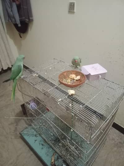 RAW kashmiri parriots